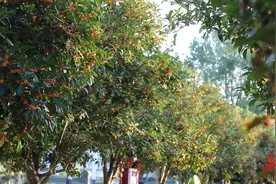 道县：金秋十月 满城桂花香图片