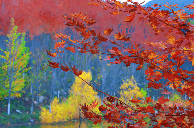 小红书上都在问地址？威海这个红枫湖美成画