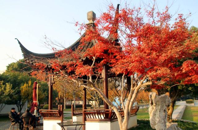 江苏苏州：桐泾公园斑斓冬景引客来