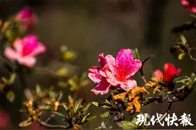 立冬过后，南京玄武湖映山红反季开花图片