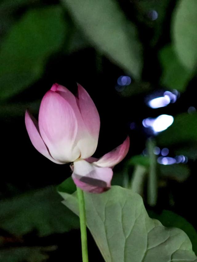 七夕赏荷、浪漫邂逅，2025上海松江荷花节“荷塘月色·印象新浜”主题活动来啦