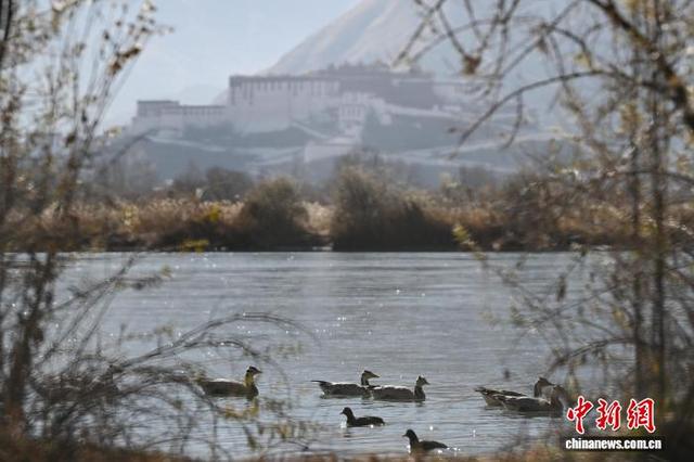西藏：初冬“拉萨之肺”绘壮美画卷