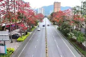 【飞阅海陵】海陵岛：木棉花开满城春图片