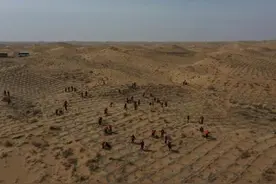 新华全媒+｜“植”此新绿——多地植树节活动扫描图片