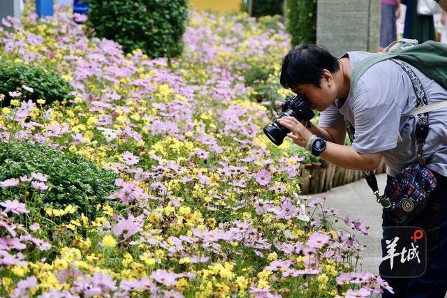 广州文化公园第66届“羊城菊会”，邀您免费认种菊花！