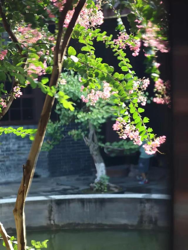大邑这里紫薇花绽放，错过等一年