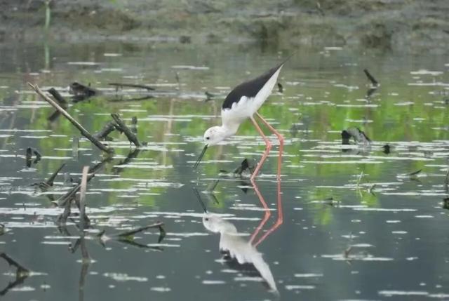 又到候鸟季，相约陆浑来观鸟~