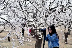 河北枣强：杏花绽放春意浓图片