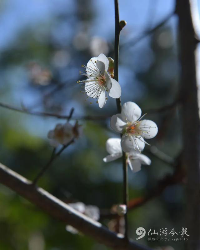 错过了等明年，仙游冬日浪漫已上线！打卡去！
