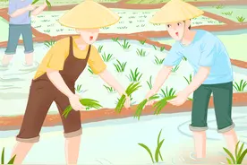 （图表·漫画）节令之美·芒种｜南方种稻图片