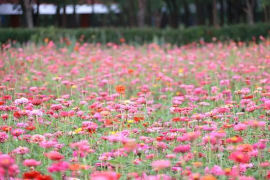 上海秋日浪漫天花板！这些花海美到让人心醉