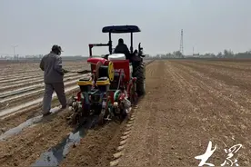 密度、隔离、错期......专家：鲜食玉米应该这样种管收图片