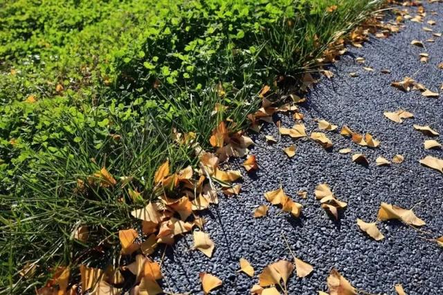 落叶缓扫点位公布!碑林这几片“落叶地毯”等你来打卡