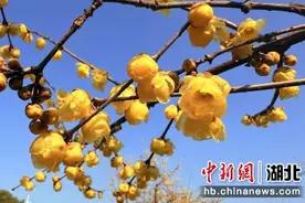 武汉东湖梅园即将开园图片