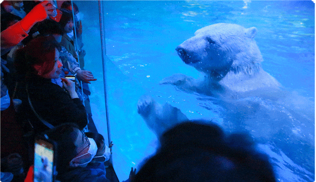 到仙境蓬莱过大年丨蓬莱各景区春节专属优惠政策新鲜出炉