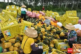 亩产达5500斤 文昌文城金钻凤梨走俏岛外图片