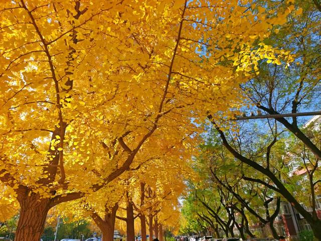 北京三里河：银杏满树金黄，游客争相合影