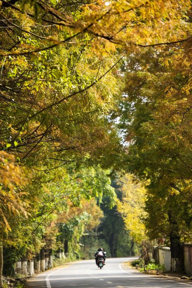 水杉红了！这片「顶流火焰」，再不看就等明年了