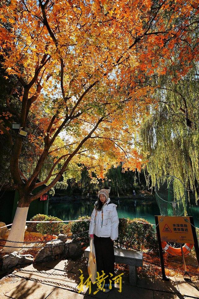 趵突泉公园万竹园内枫叶进入最佳观赏期，泉畔“枫”景独好