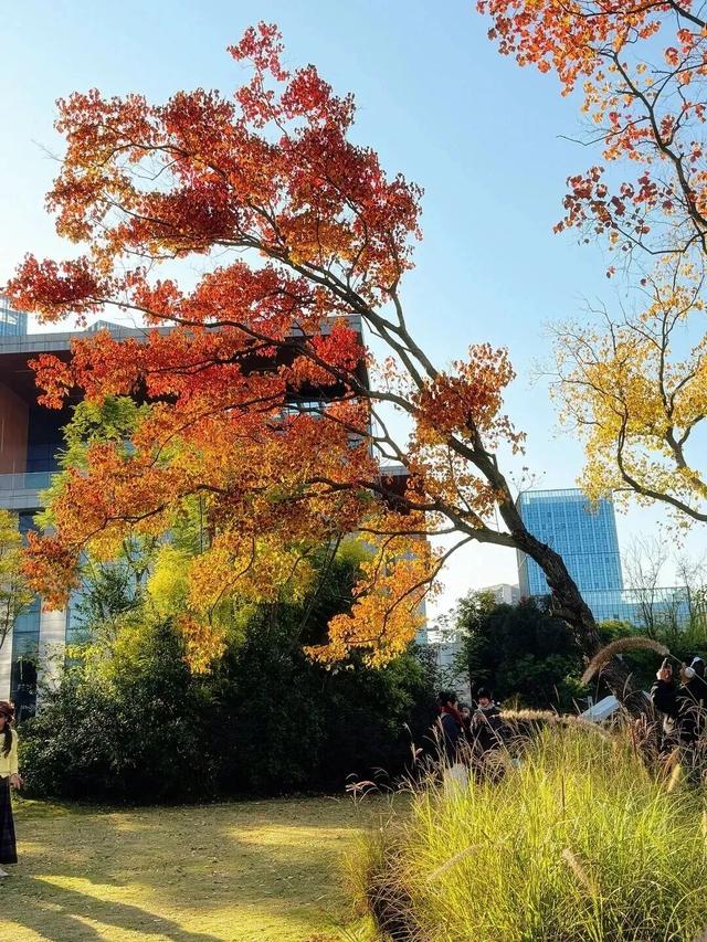 成都限定红！水杉最美季节上线，赶紧打卡