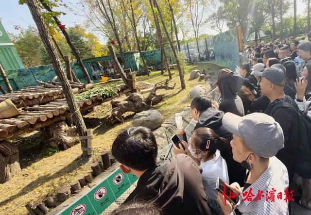 国庆假期，哈尔滨太阳岛大熊猫馆人气爆棚