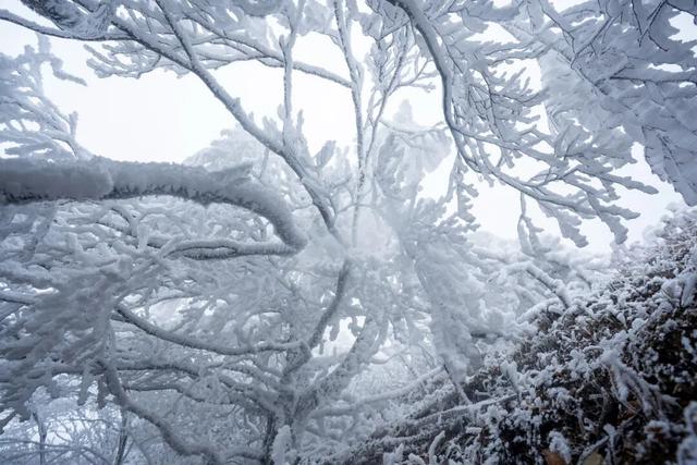 冬日限定！贵州的雾凇秘境藏不住了