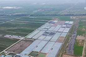 千亩盐碱地变虾塘 美味海虾助增收+盐碱地生态改良图片