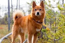 卷尾巴狗狗为何人人爱？5大优点太惊喜，你家狗中招没？图片