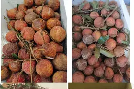 德邦快递被投诉两百单荔枝运输时腐烂！称系时效外运单不理赔图片