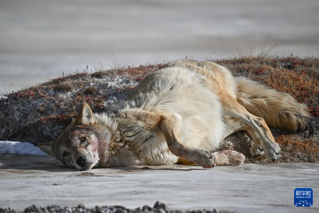 走进阿尔金山 镜遇秘境昆仑