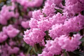 杜鹃花遍布山林 这样的峨眉山你确定不来？图片