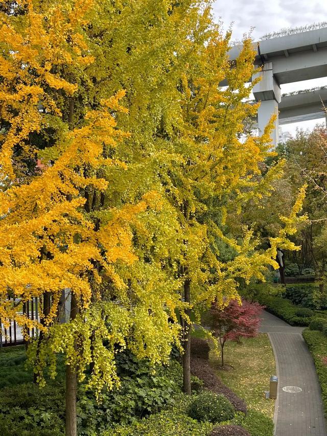 金色长廊加载中！静安这条道路银杏渐入佳境↑