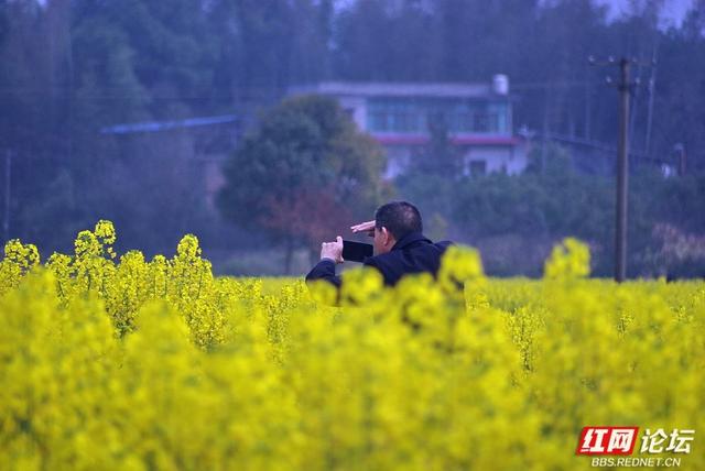 【赴春之约】株洲赏春好去处：仙庾镇徐家塘金色花海正当时