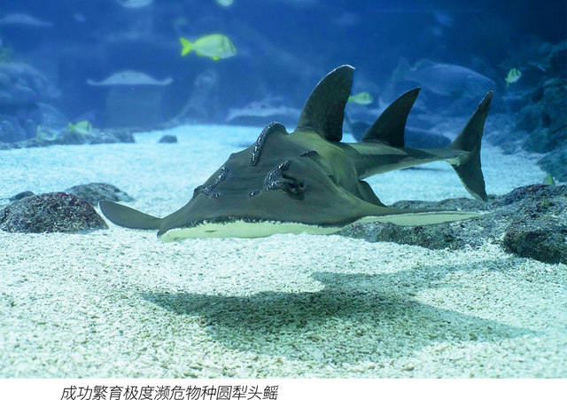 新加坡圣淘沙名胜世界：未来的另一种答案