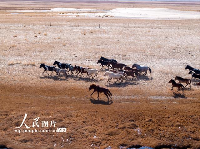 甘肃阿克塞：高原秋景入画来