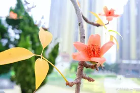 盛开的木棉花图片