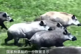 从猎杀入刑到悬赏捕猎，人与野猪如何共处 | 新京报专栏图片