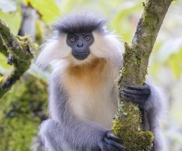 科考旅行｜秘境山南生态考察报名