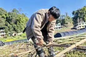 摸索羊肚菌种植经验 让“冬闲田”变“增收田”图片