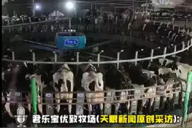 “瘦牛”是产奶能手？河北君乐宝牧场奶牛惹争议图片