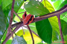 南宁街头已大量出现这种果！专家：不建议食用图片