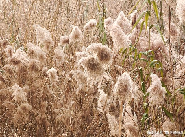 湿地片片芦花开，寒风阵阵景色美