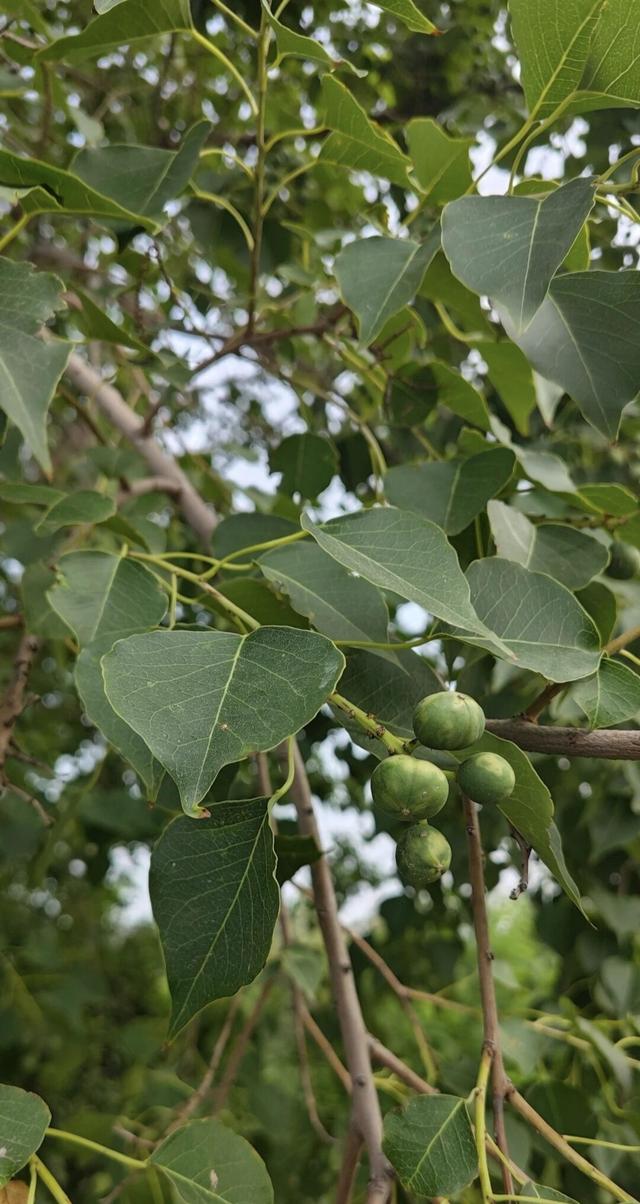 晚潮｜乌桕红时