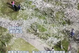 武汉青山公园樱花争相盛放，游客纷纷驻足打卡图片