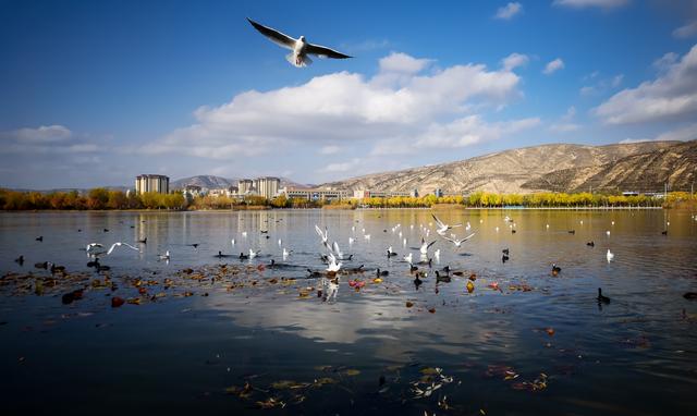 定西湖・初冬：柳黄映水 候鸟翩跹