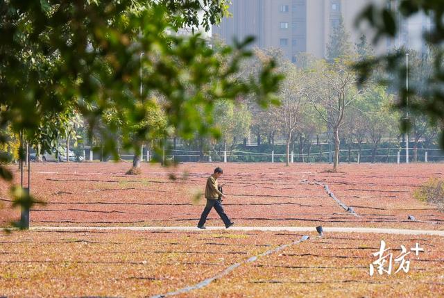 图集｜休闲新去处！中山沙咀生态公园对外开放