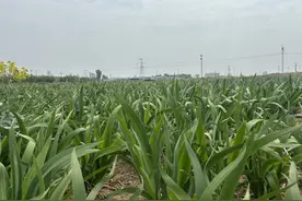 废弃矿坑生“金”绿色矿山环保生产，世界地球日看济南绿色发展画卷图片