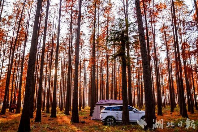 京山：太子山秋冬美景 成片红杉如画卷