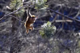 苏州一居民区多处有猴子出没，会自己开窗入室！专家提醒图片