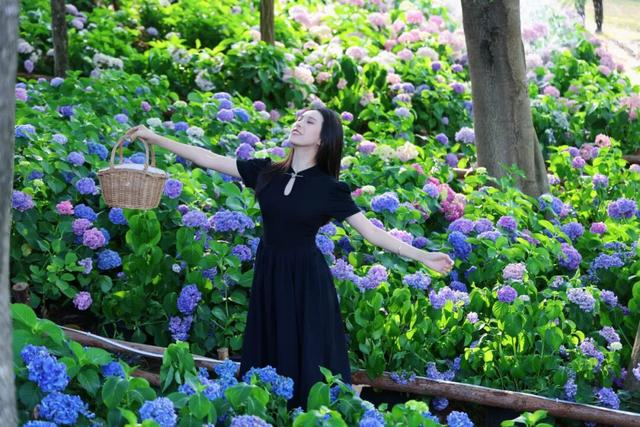 秋染良庆！异木棉粉、三角梅艳，这片土地藏着最缤纷的秋日浪漫